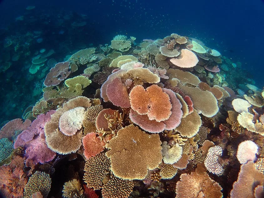 Coral's Resilience