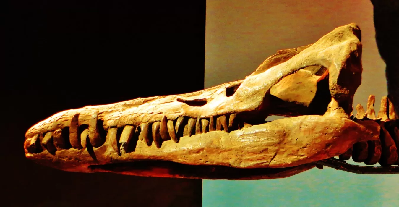 Pliosaur Skull